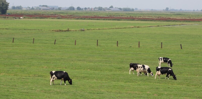 Van boerenerf naar bestuurskamer