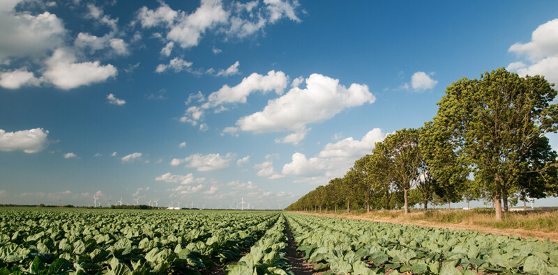 Betrouwbaar biologisch: de biocontrole